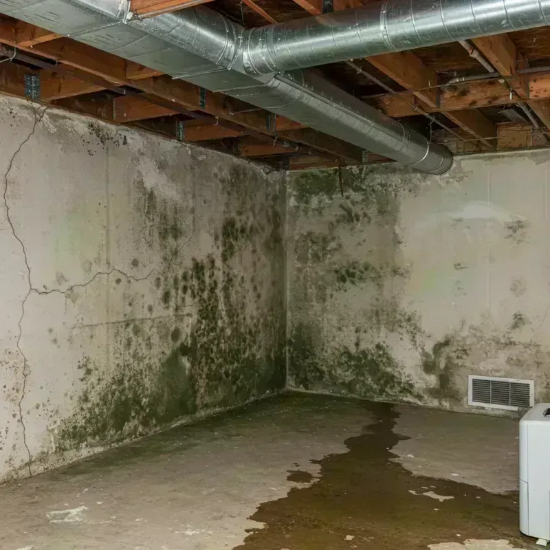 Professional Mold Removal in Howard County, MO